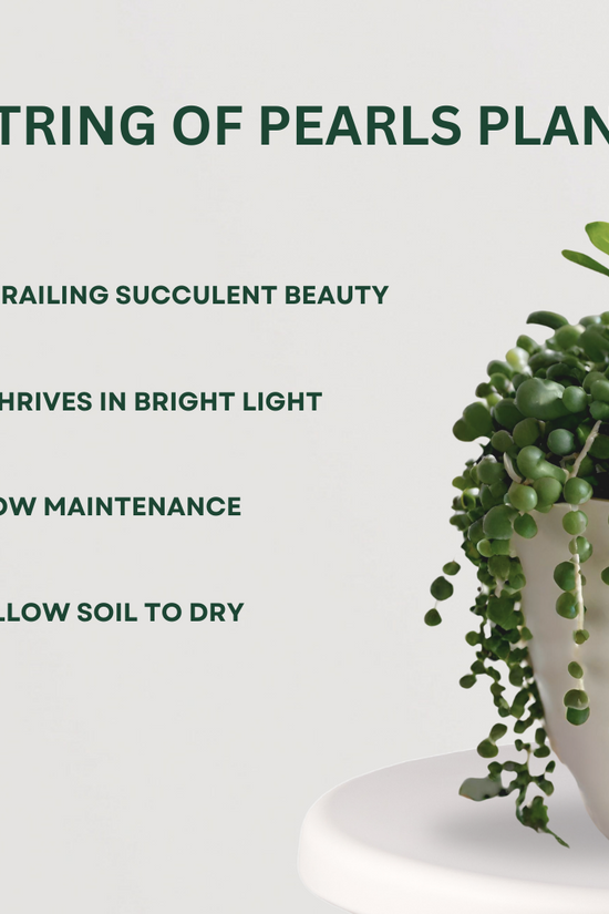 Set of 2 hanging potted plants