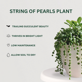 Hanging Plant Pair String of Pearls  - Gardengram 