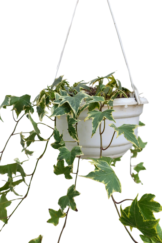 Maple ivy plant in hanging pot