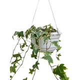 Hanging Maple Ivy Plant (with hanging pot)