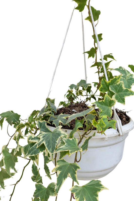 Maple ivy plant in hanging pot