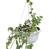 Hanging Maple Ivy plant with hanging pot 2