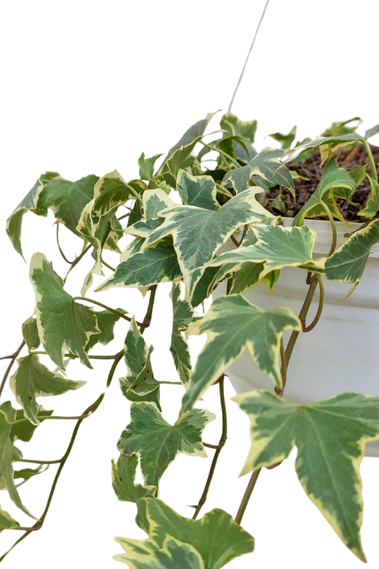 Maple ivy plant in hanging pot