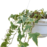 Hanging Maple Ivy plant with hanging pot Closeup