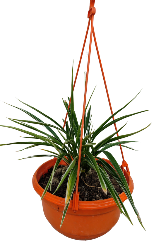 Hanging spider plant in decorative pot