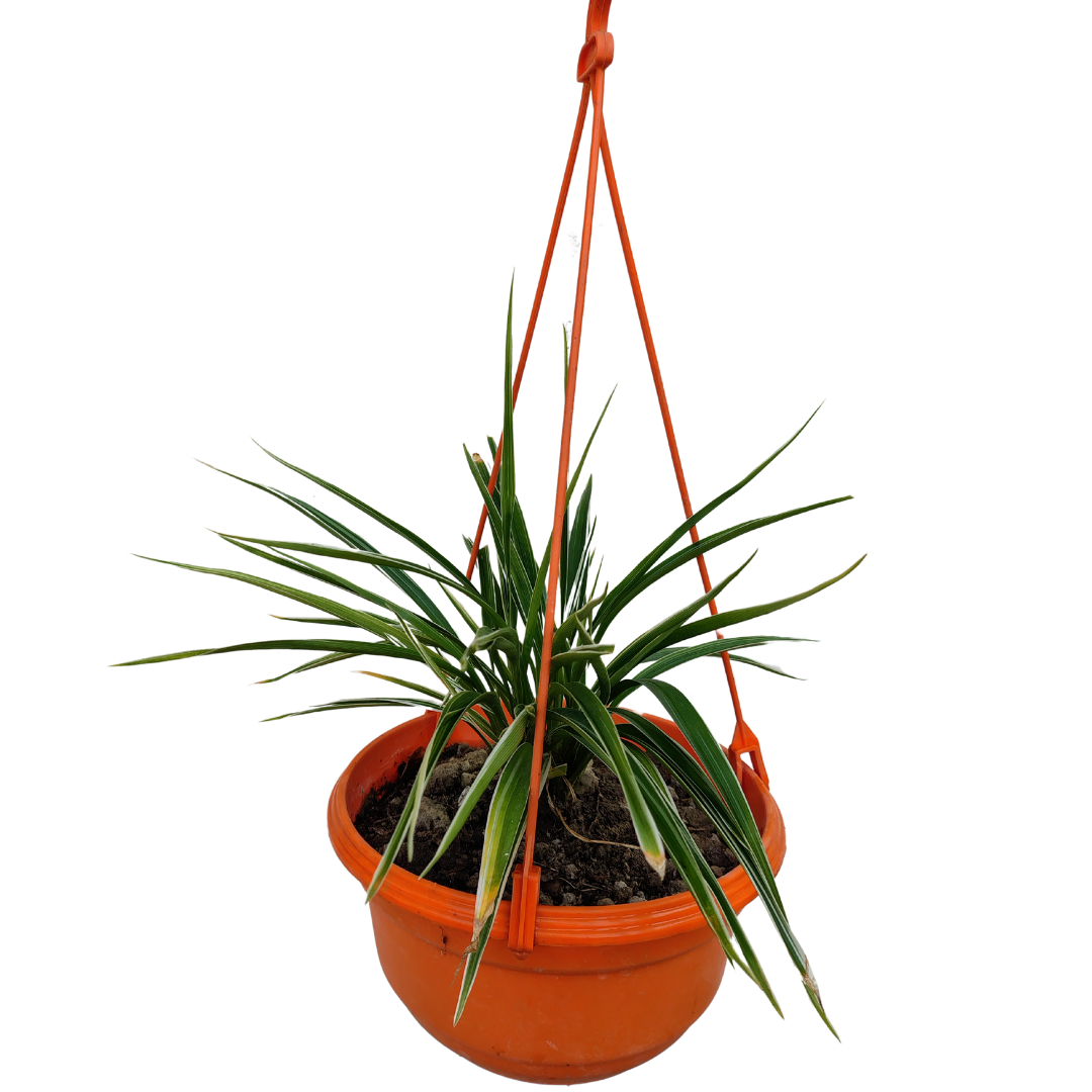 Hanging spider plant in decorative pot