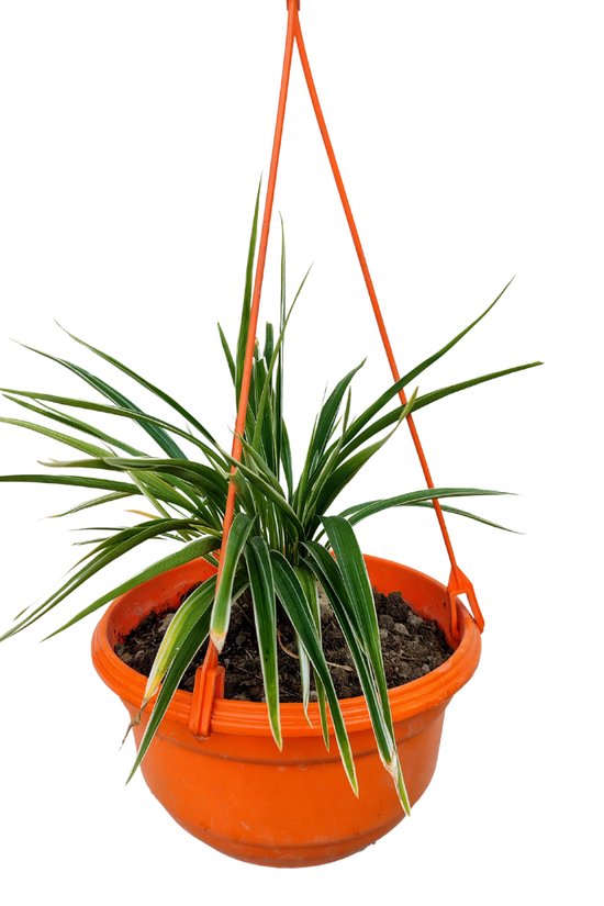 Hanging spider plant in decorative pot