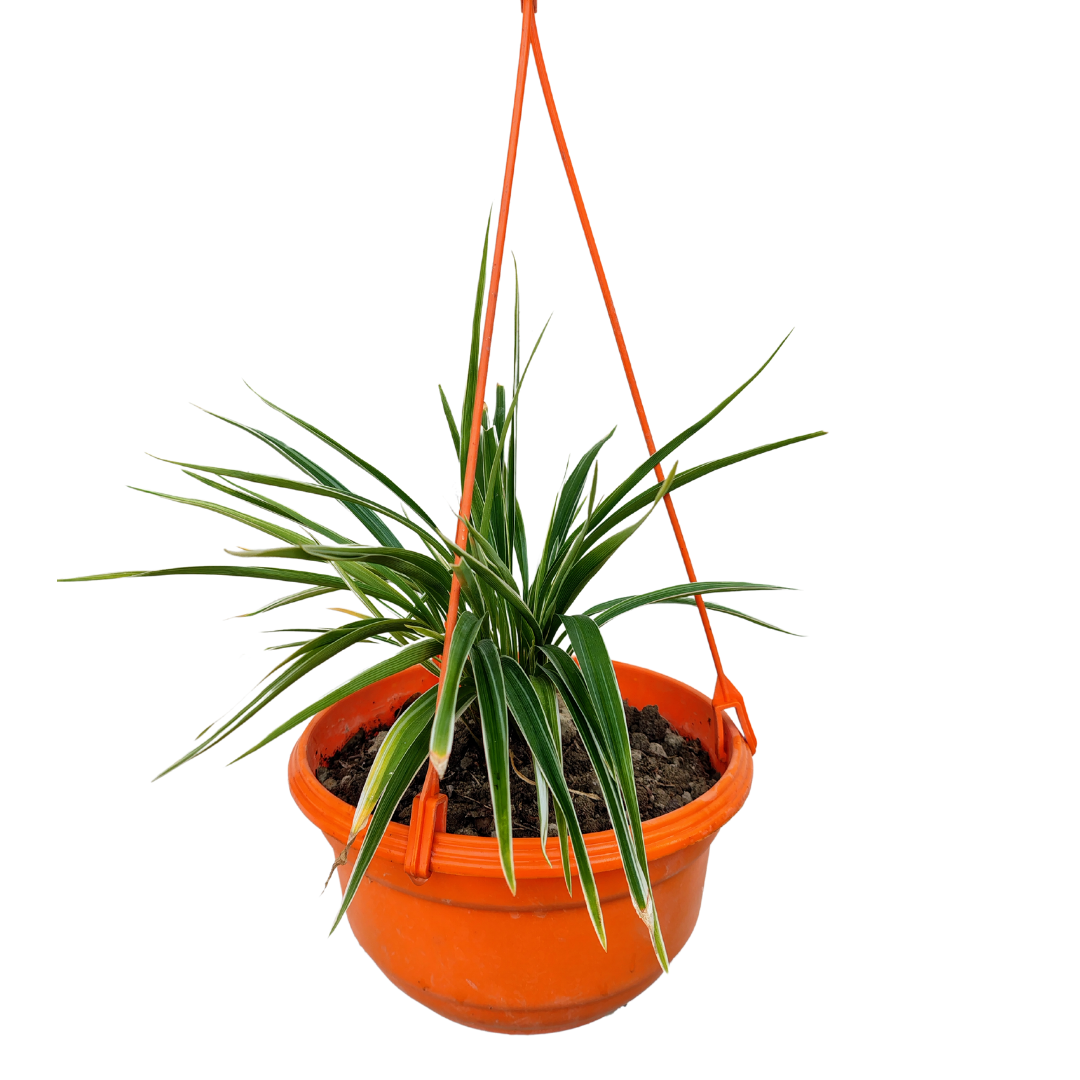 Hanging spider plant in decorative pot