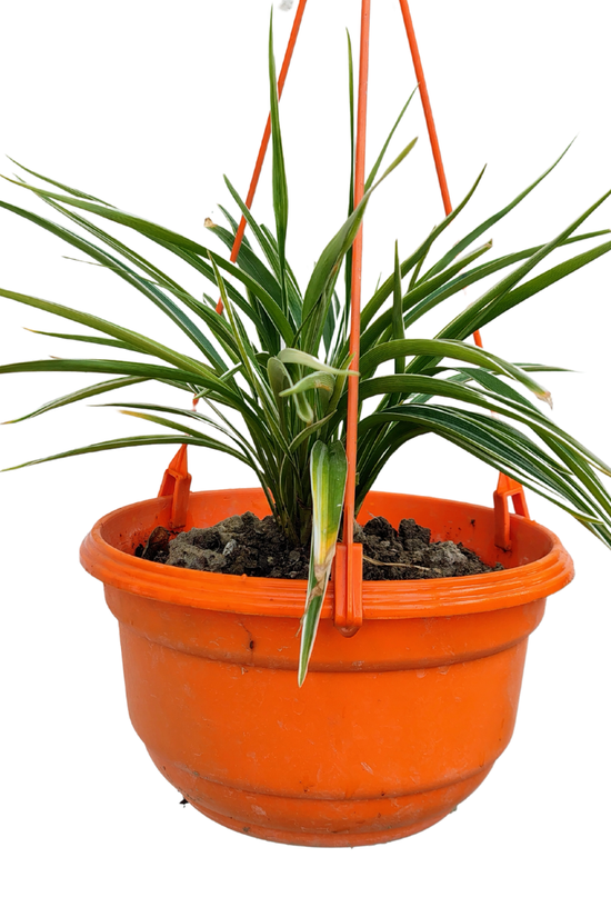 Hanging spider plant in decorative pot