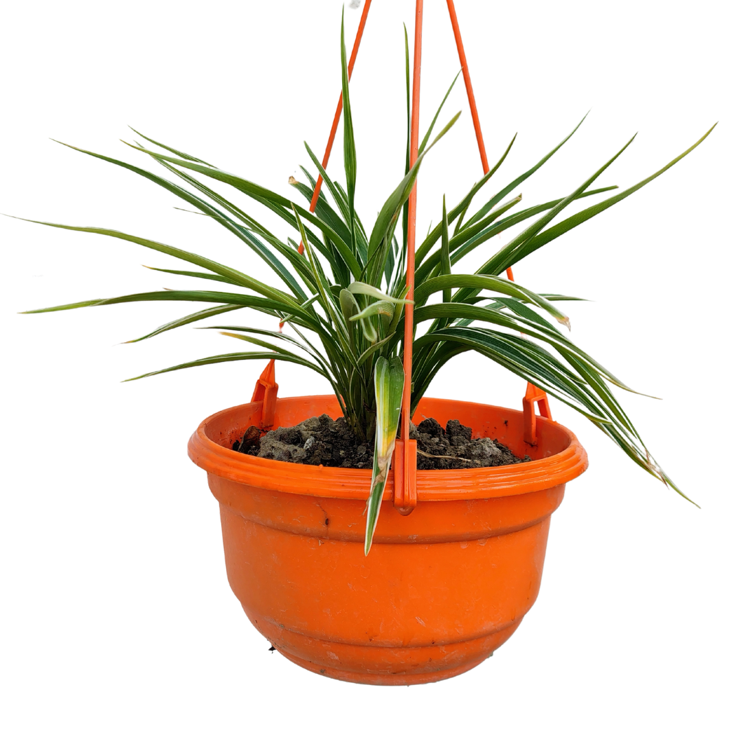 Hanging spider plant in decorative pot