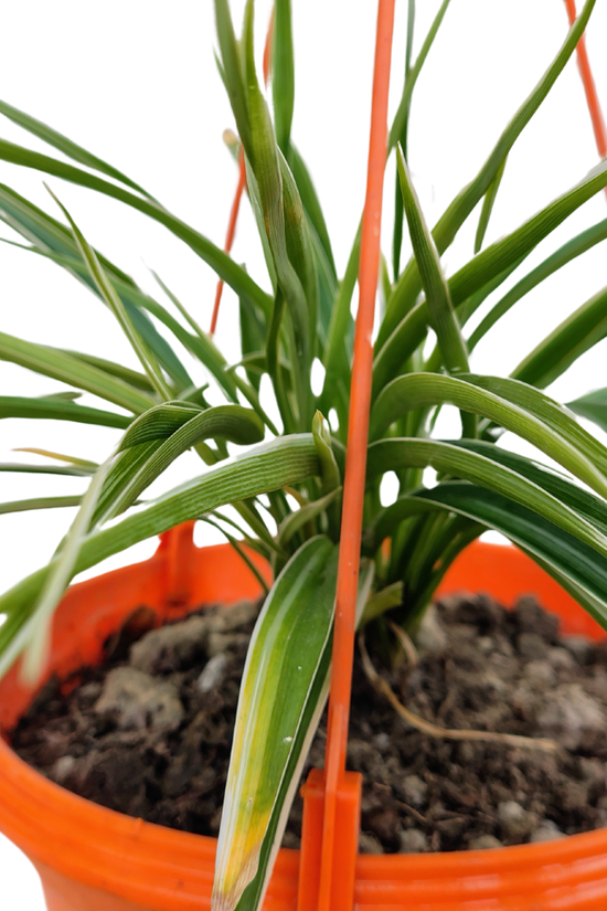 Hanging spider plant in decorative pot