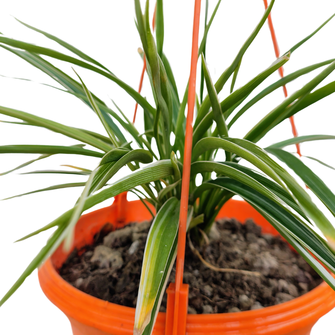 Hanging spider plant in decorative pot