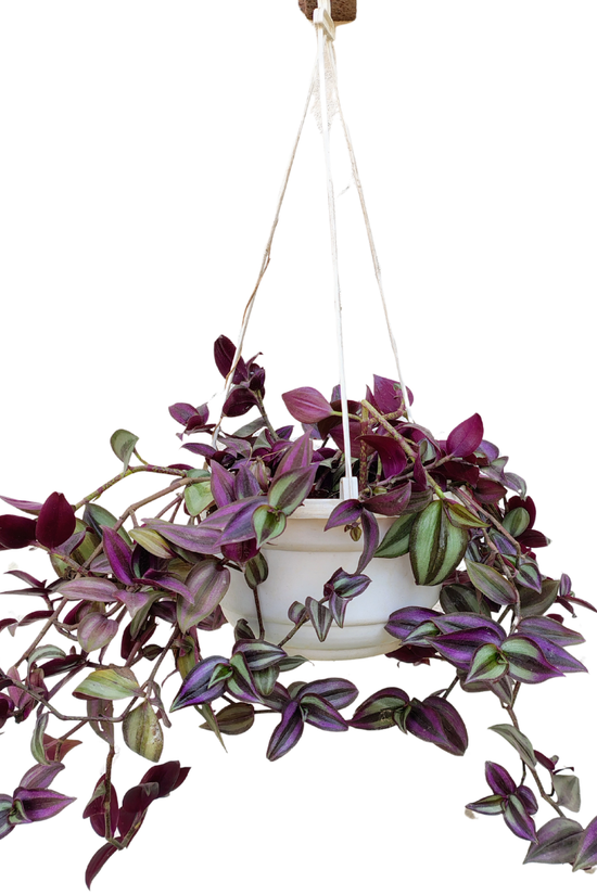 Hanging Wandering Jew plant in decorative pot