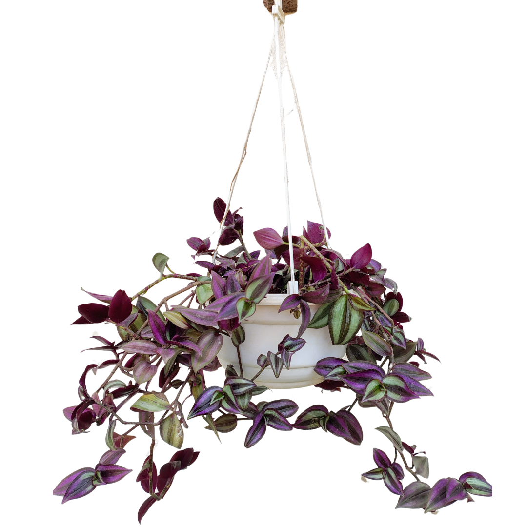 Hanging Wandering Jew plant in decorative pot