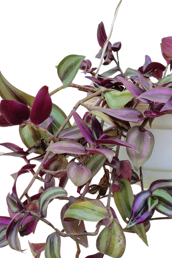 Hanging Wandering Jew plant in decorative pot