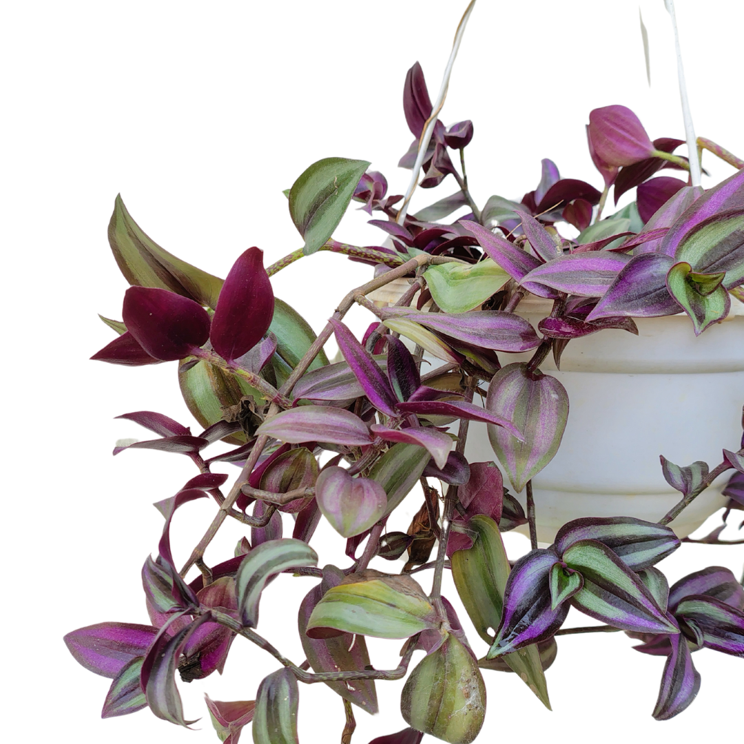 Hanging Wandering Jew plant in decorative pot