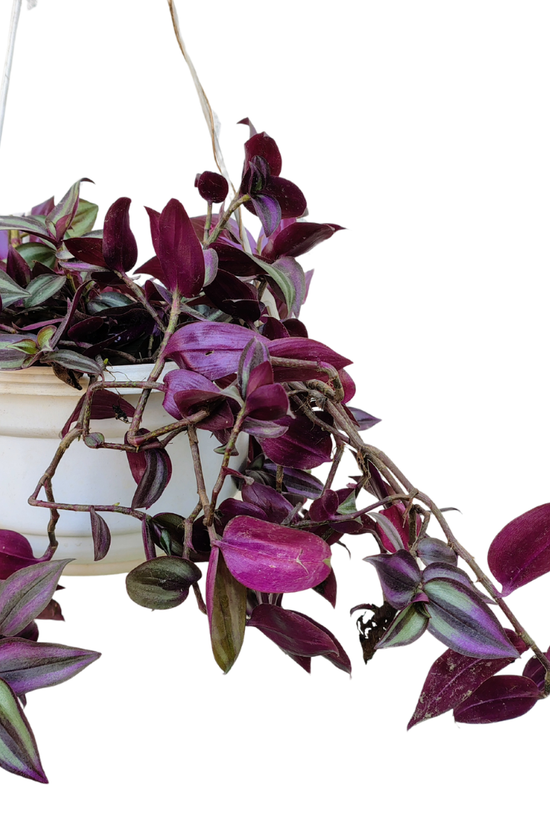 Hanging Wandering Jew plant in decorative pot