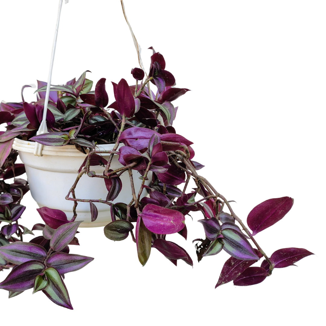 Hanging Wandering Jew plant in decorative pot