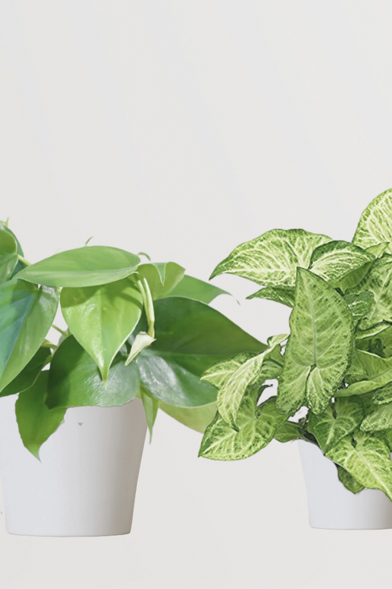 Happiness-boosting indoor plants
