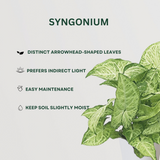 Happiness Combo Syngonium - Gardengram 
