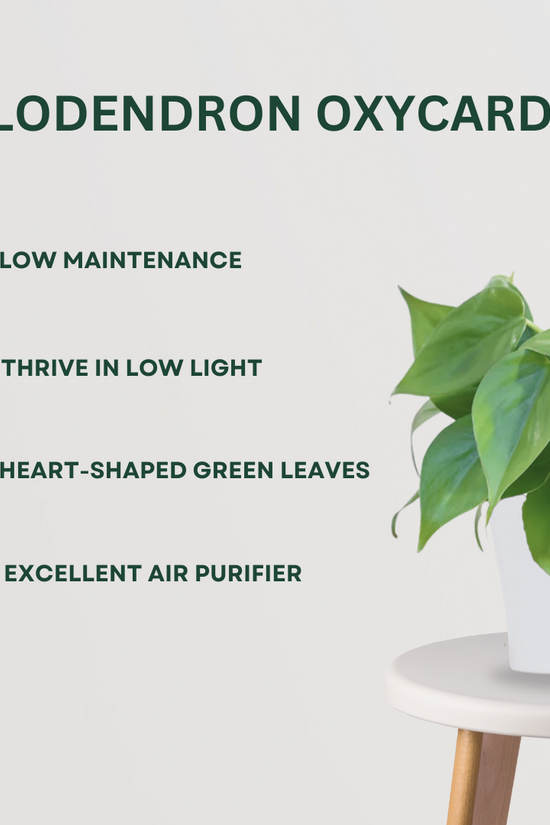 Happiness Combo Philodendron Oxycardium - Gardengram 