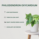 Happiness Combo Philodendron Oxycardium - Gardengram 