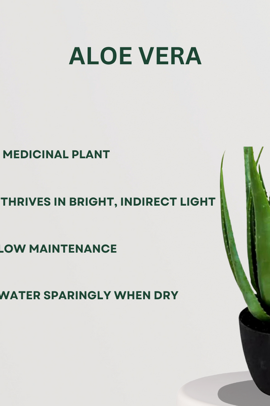 Happiness-themed plant combo
