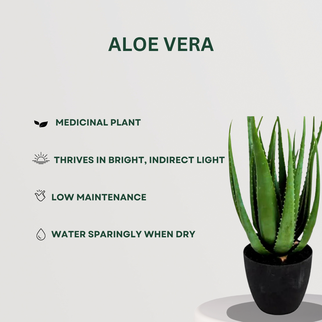 Happiness-themed plant combo
