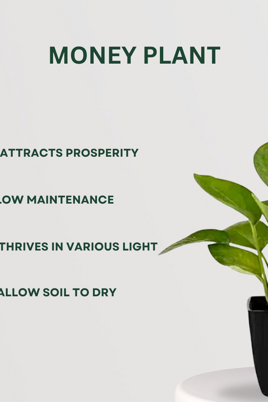 Happiness-themed plant combo
