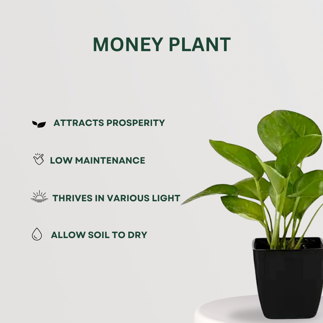 Happiness-themed plant combo
