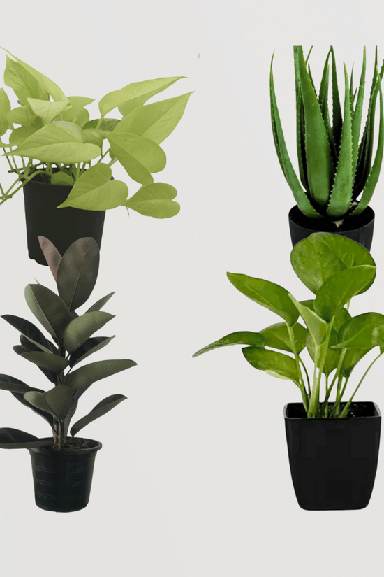 Happiness-themed plant combo
