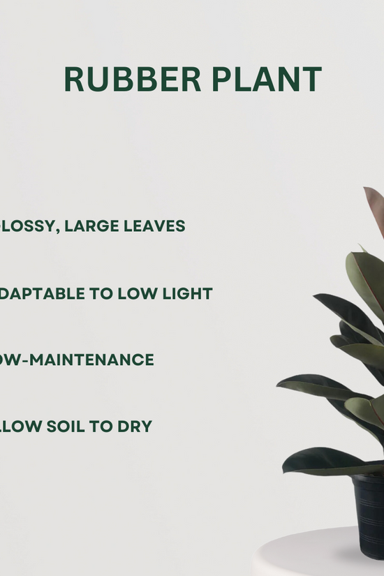 Happiness-themed plant combo
