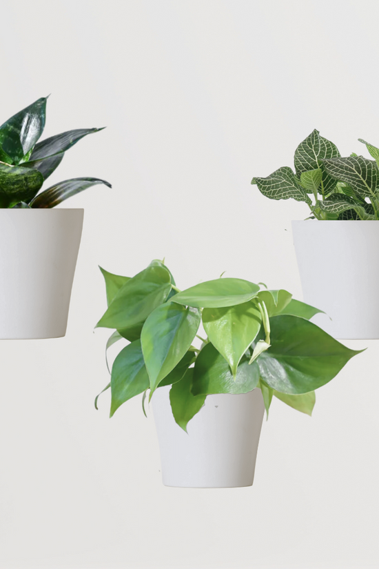 Harmony-themed indoor plant set