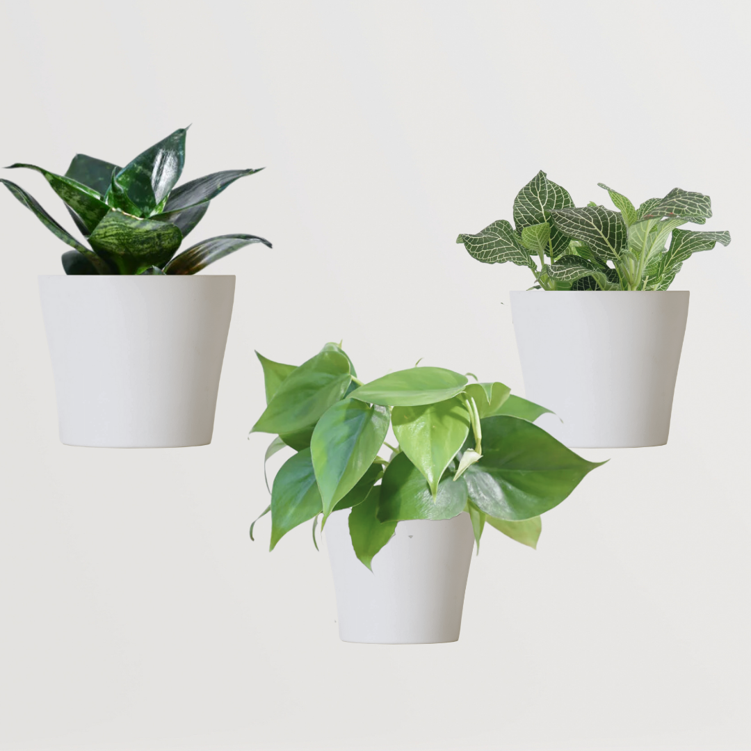 Harmony-themed indoor plant set