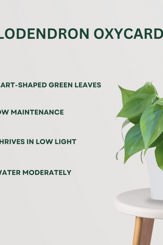 Harmony-themed indoor plant set