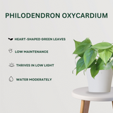 Harmony Plant combo Philodendron OxycardiumBy Gardengram