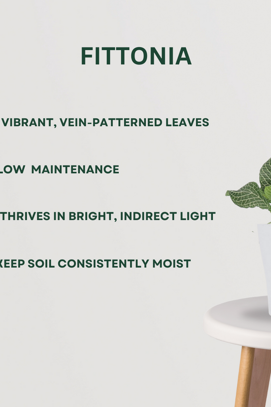 Harmony-themed indoor plant set