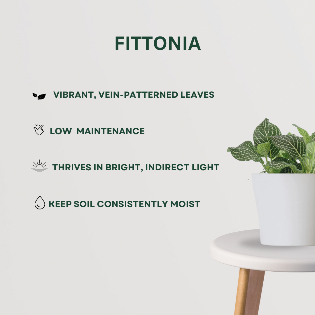 Harmony-themed indoor plant set