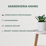 Harmony Plant combo Sansenveria Hahnii By Gardengram