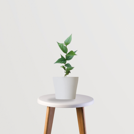 Harshringar | parijaat | medicinal plant