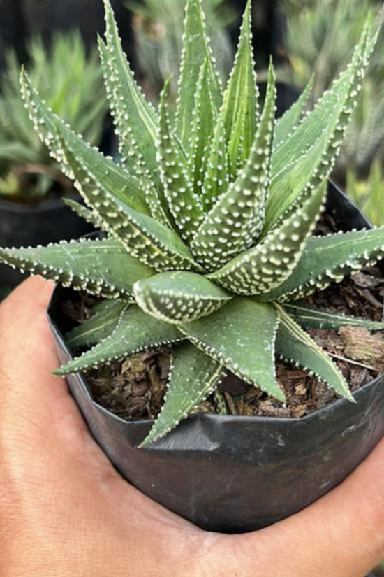 Haworthia air-purifying succulent
