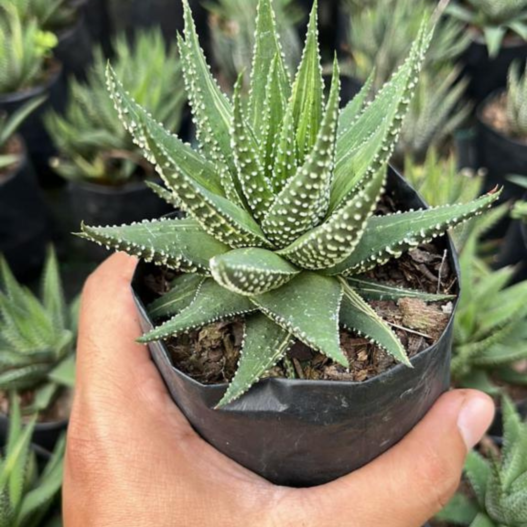 Haworthia air-purifying succulent
