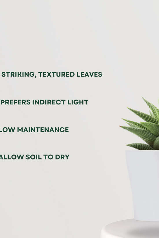 Haworthia Limifolia in ceramic pot
