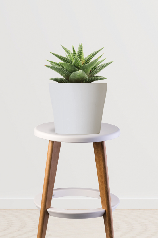 Haworthia Limifolia in ceramic pot
