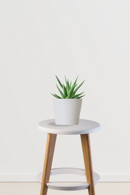 Haworthia air-purifying succulent
