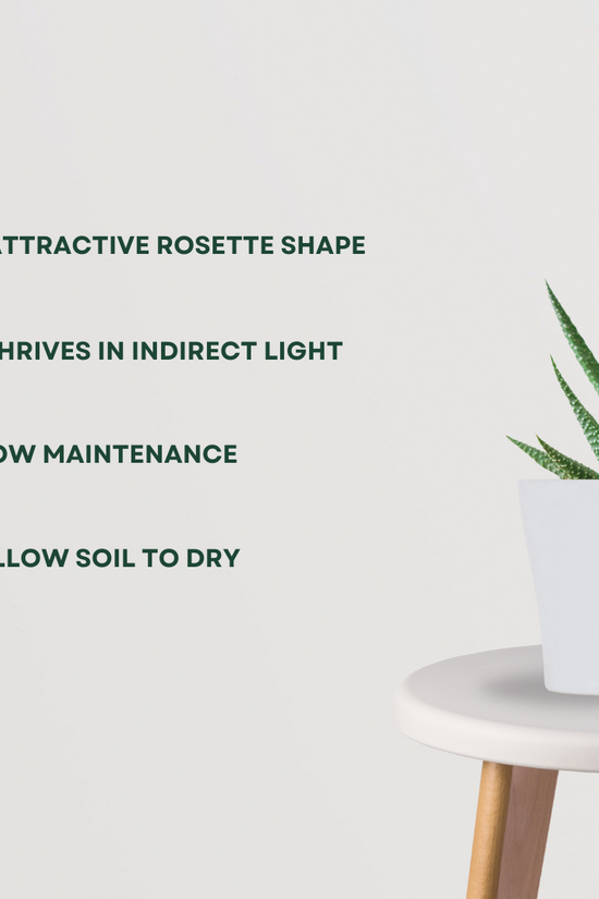 Haworthia air-purifying succulent
