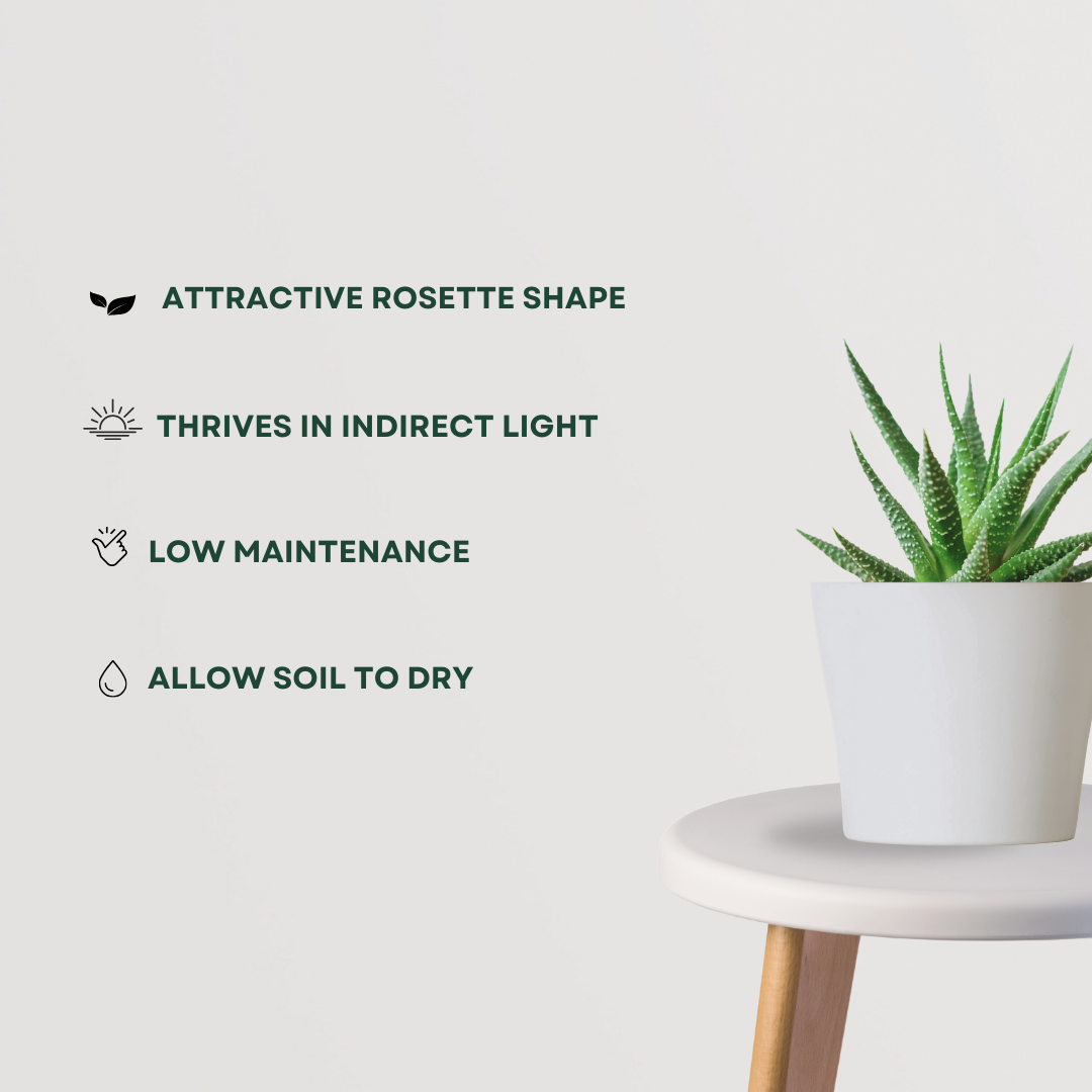 Haworthia air-purifying succulent
