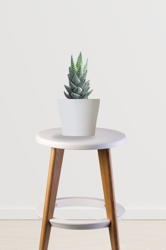 Haworthia Coarctata small plant
