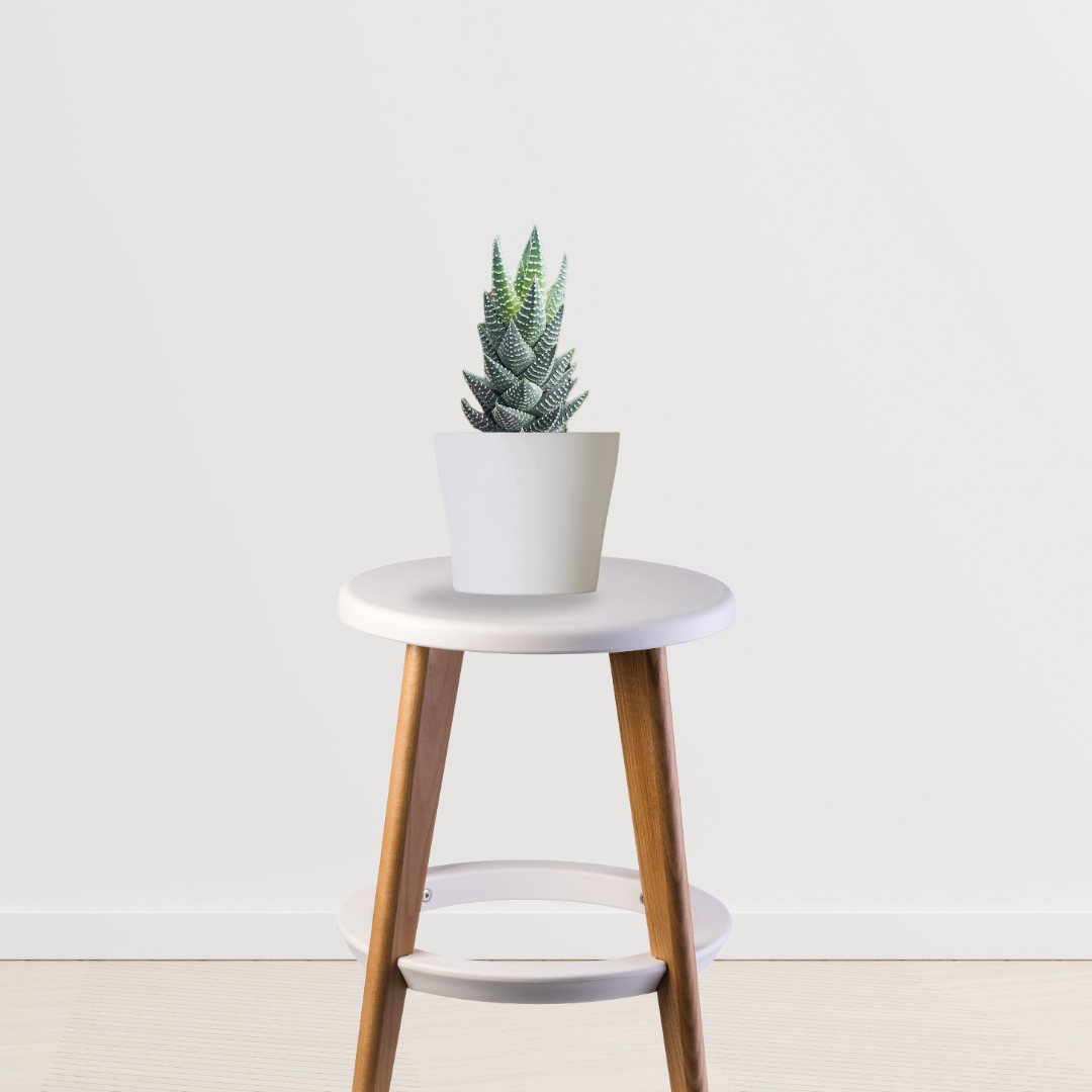 Haworthia Coarctata small plant
