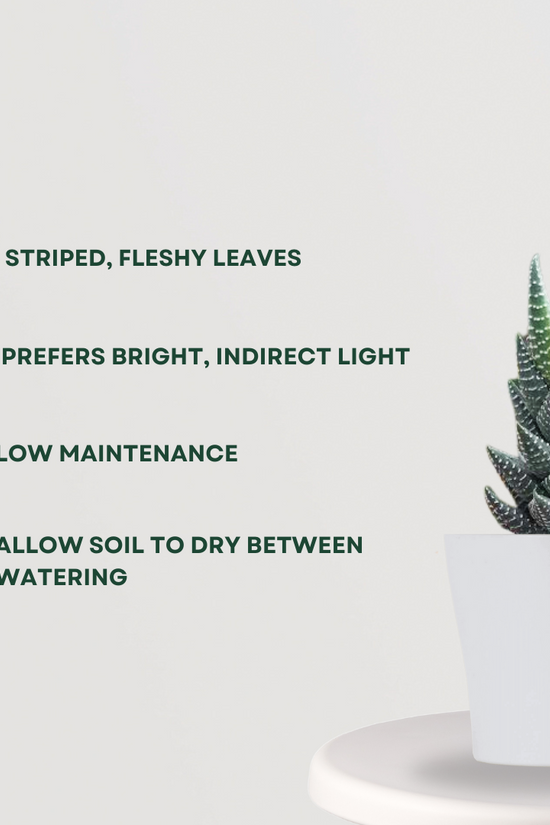 Haworthia Coarctata small plant
